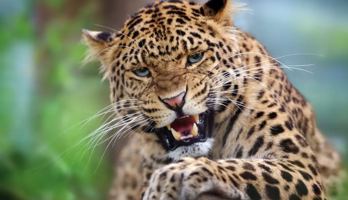 Leopardo